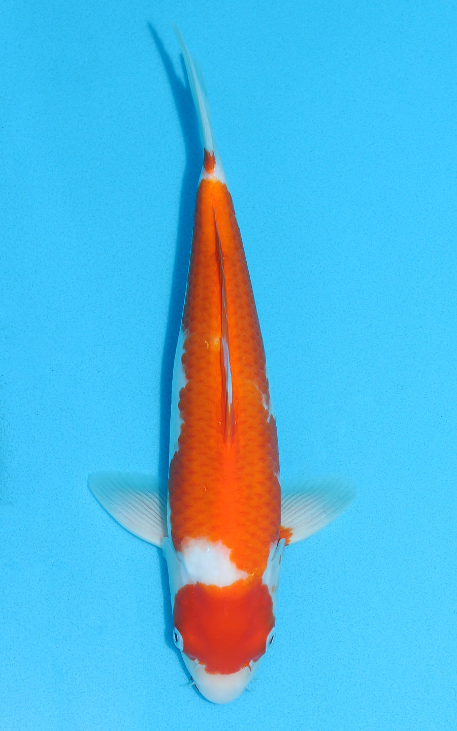 Kohaku - 31cm REF:13101