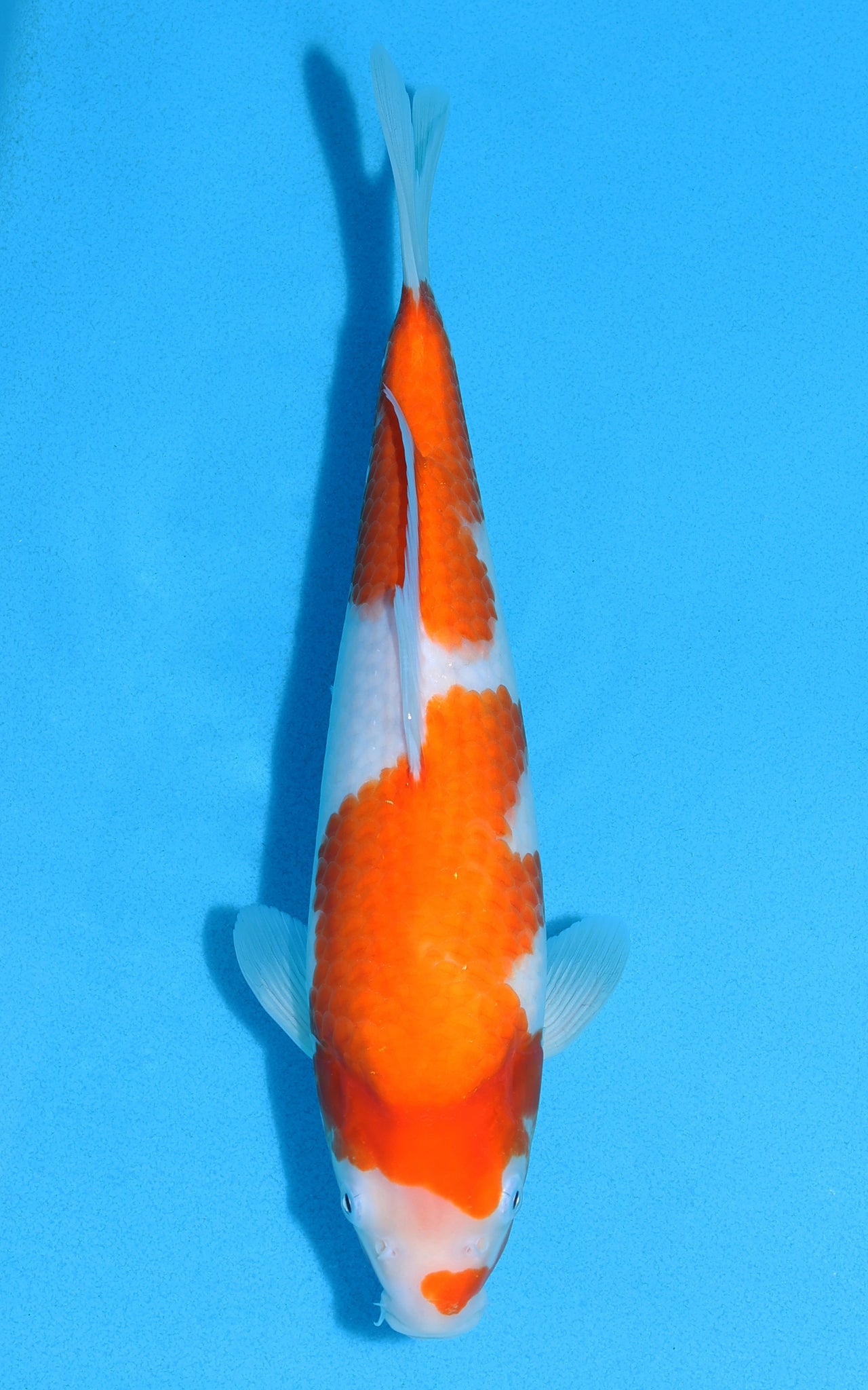 Kohaku - 30cm REF:13102