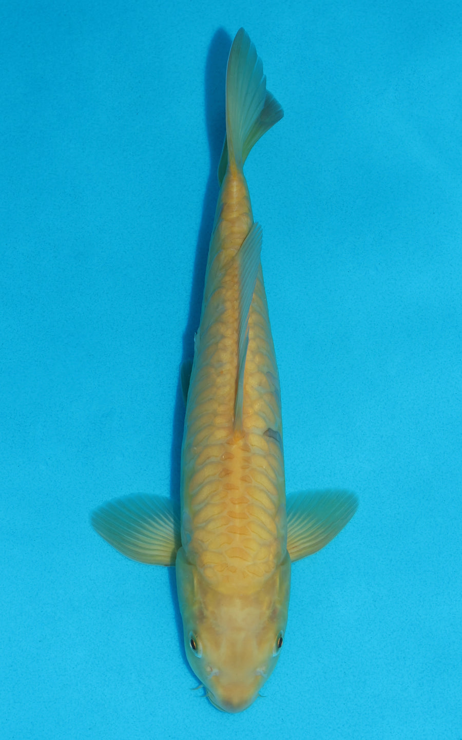 Aragoke Karashigoi - 31cm REF:13022