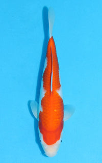 Thumbnail for Kohaku - 28cm REF:13104