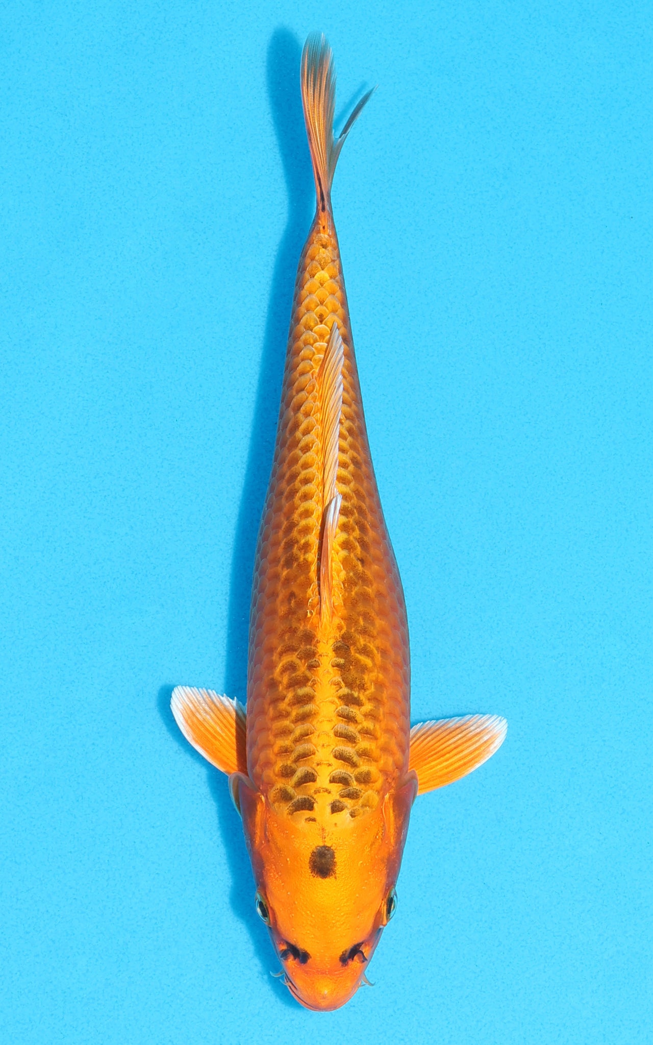 Kin Matsuba - 25cm REF:13105