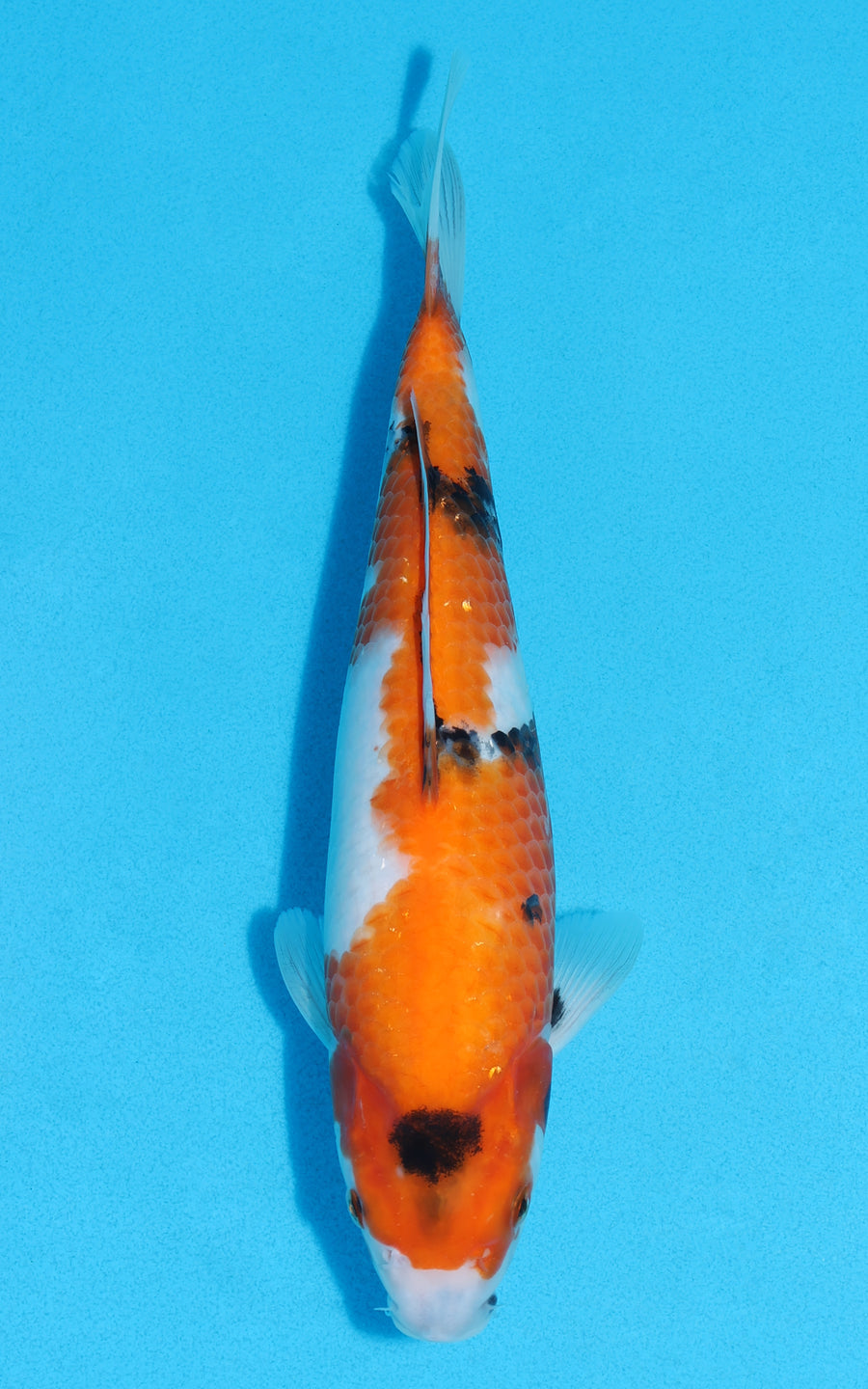 Showa - 29cm REF:13106