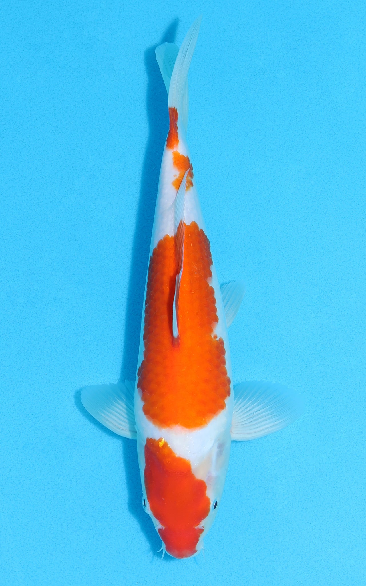 Kohaku - 26cm REF:13108