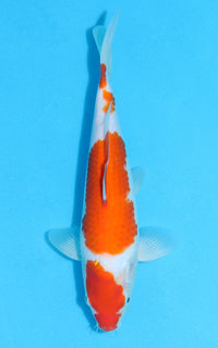 Thumbnail for Kohaku - 26cm REF:13108