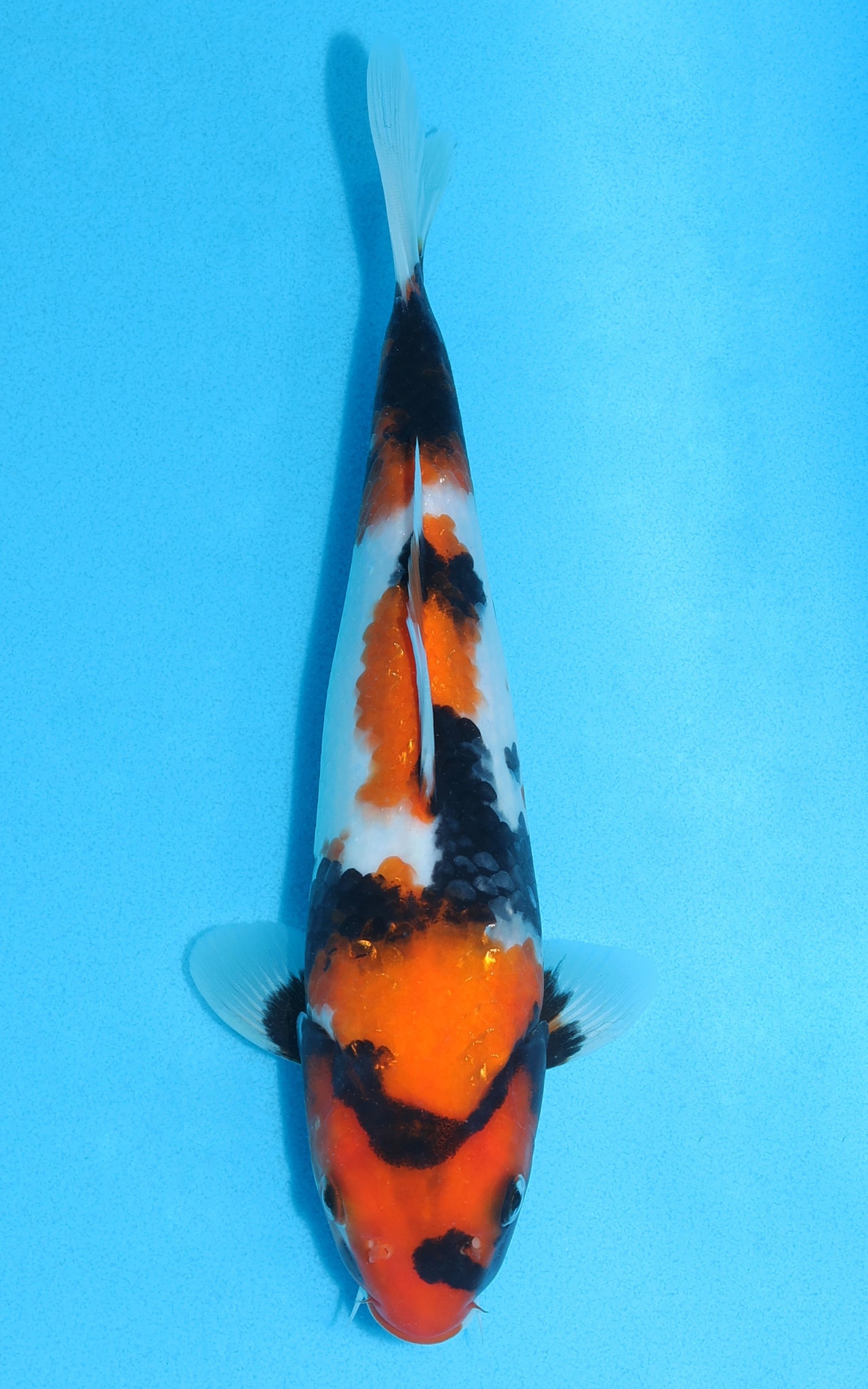 Showa - 25cm REF:13109