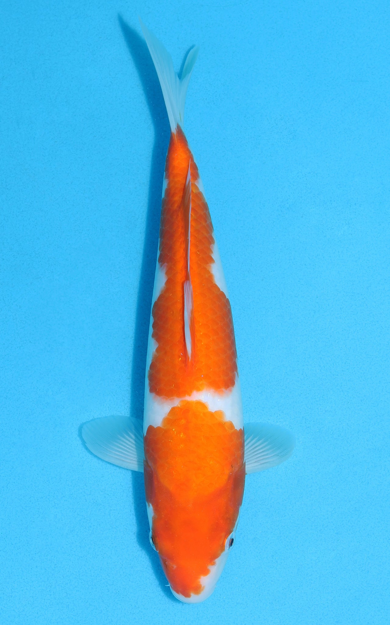 Kohaku - 30cm REF:13110 – Cuttlebrook Koi Farm