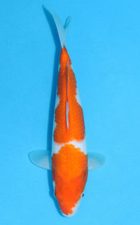 Thumbnail for Kohaku - 30cm REF:13110