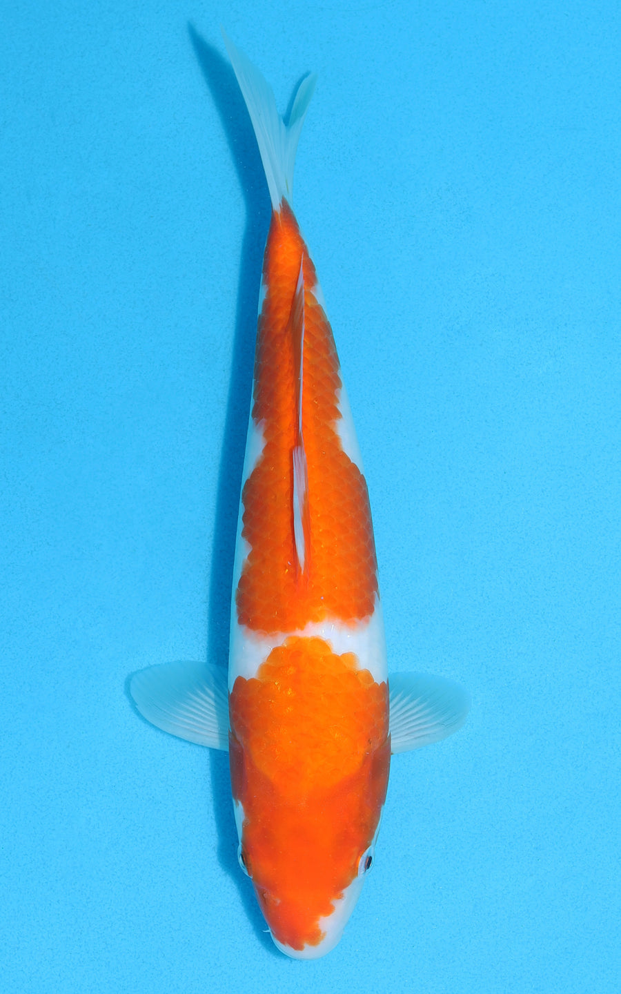 Kohaku - 30cm REF:13110