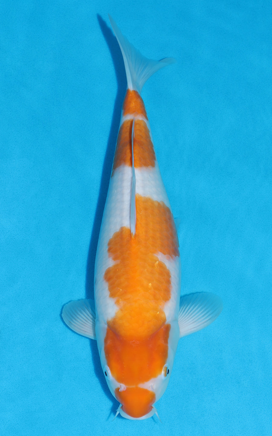 Kohaku - 40cm REF:29165