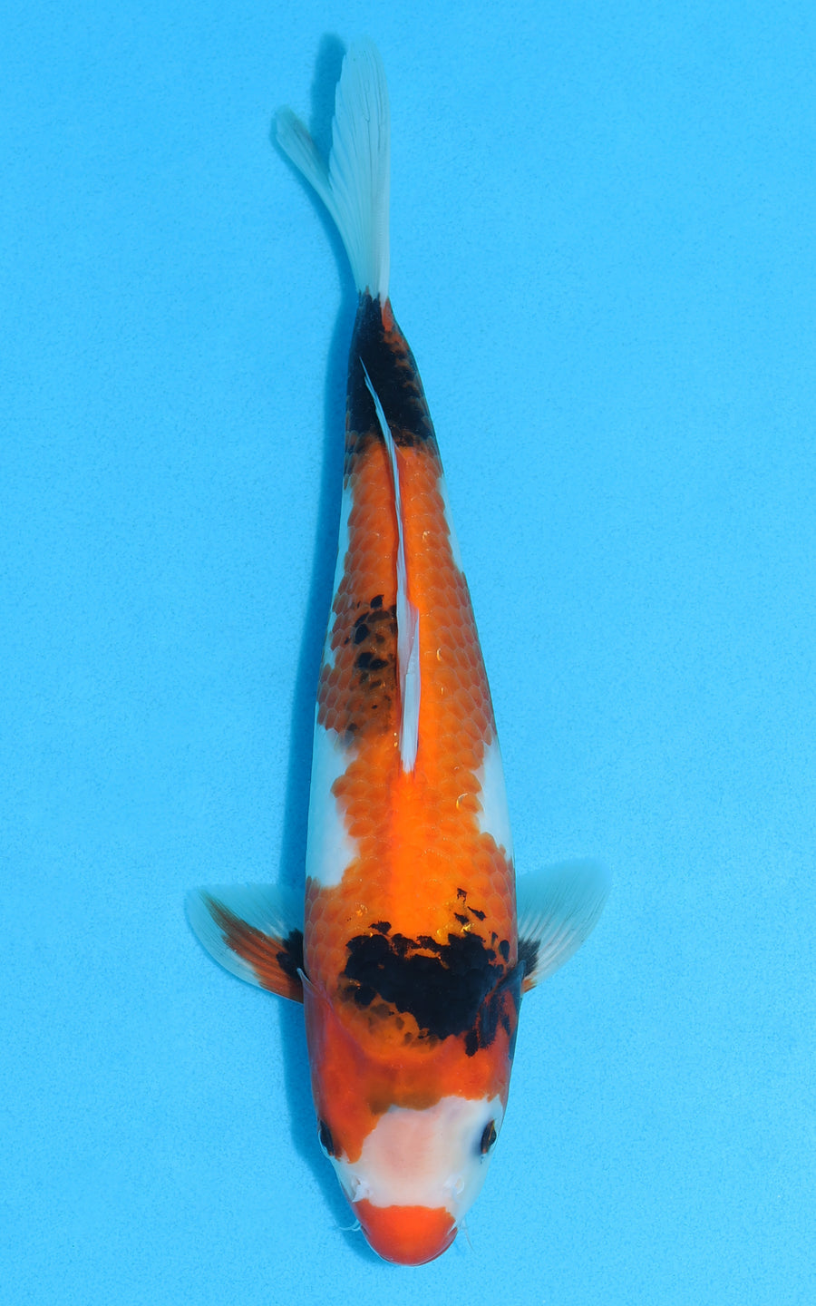 Showa - 30cm REF:13111