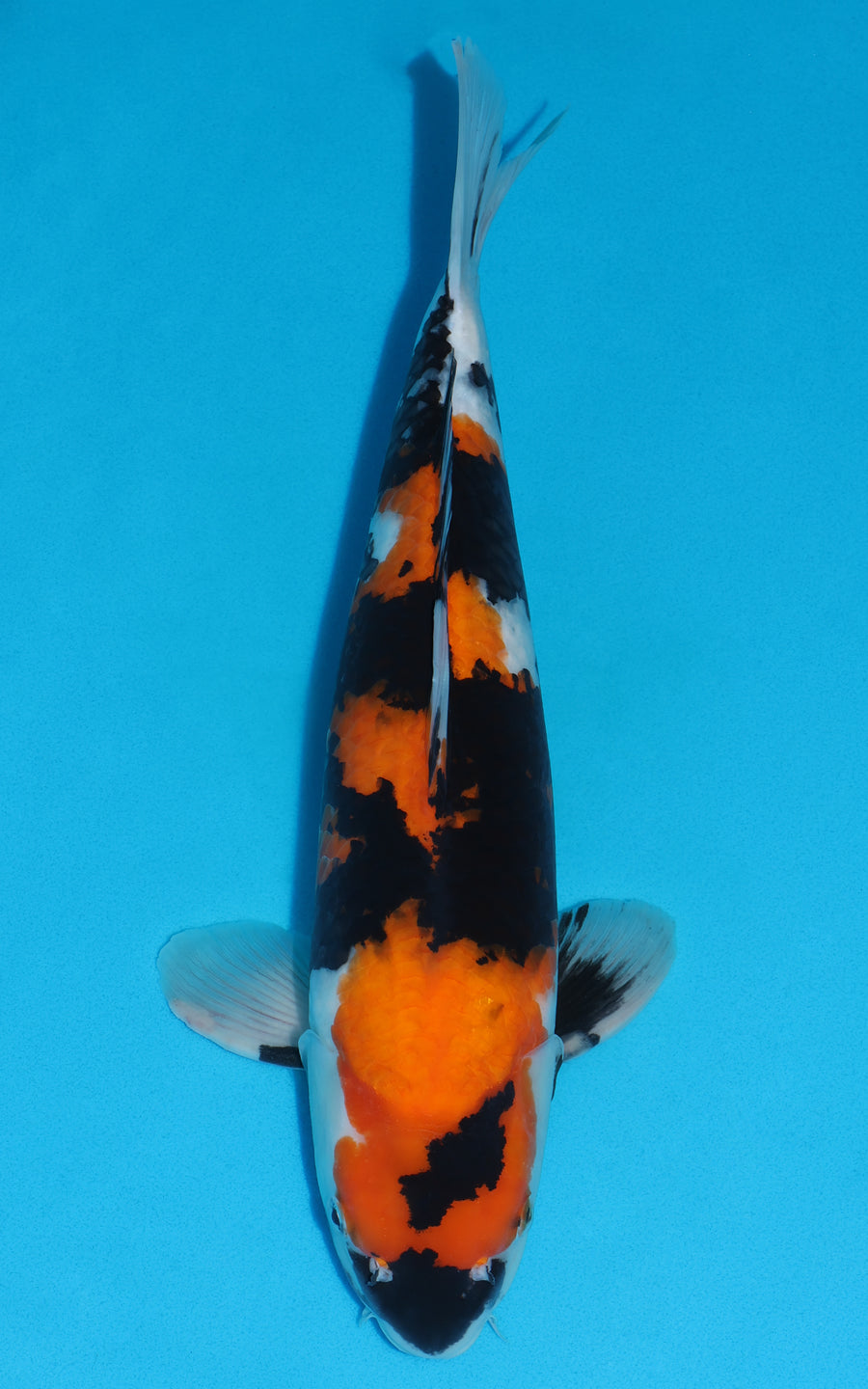 Showa - 45cm REF:29164