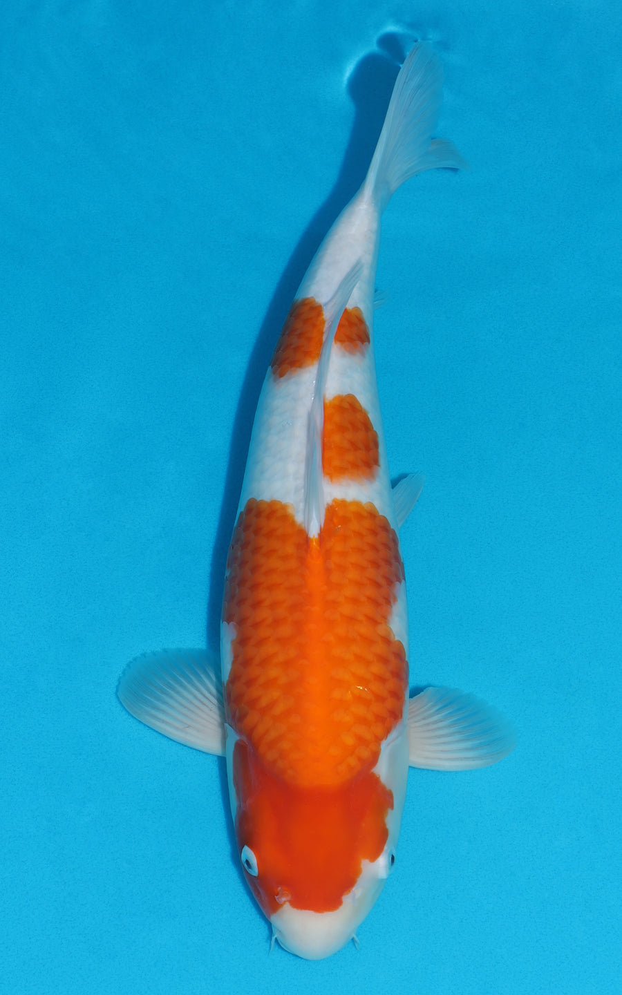 Kohaku - 46cm REF:29166