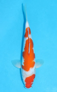 Thumbnail for Kohaku - 29cm REF:13112