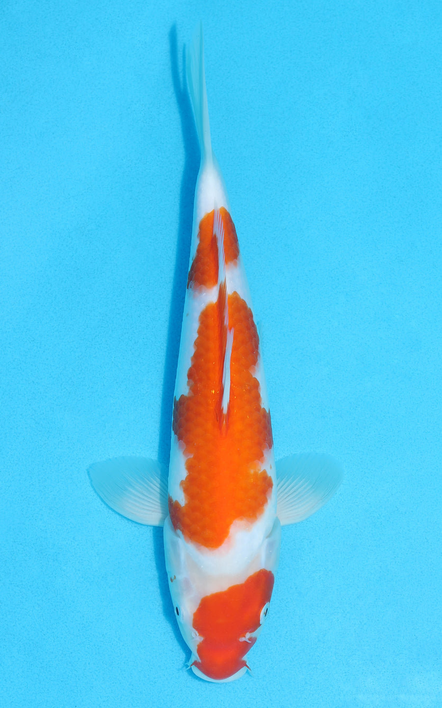 Kohaku - 29cm REF:13112