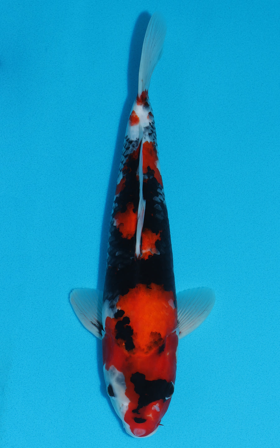 Showa - 35cm REF:19419
