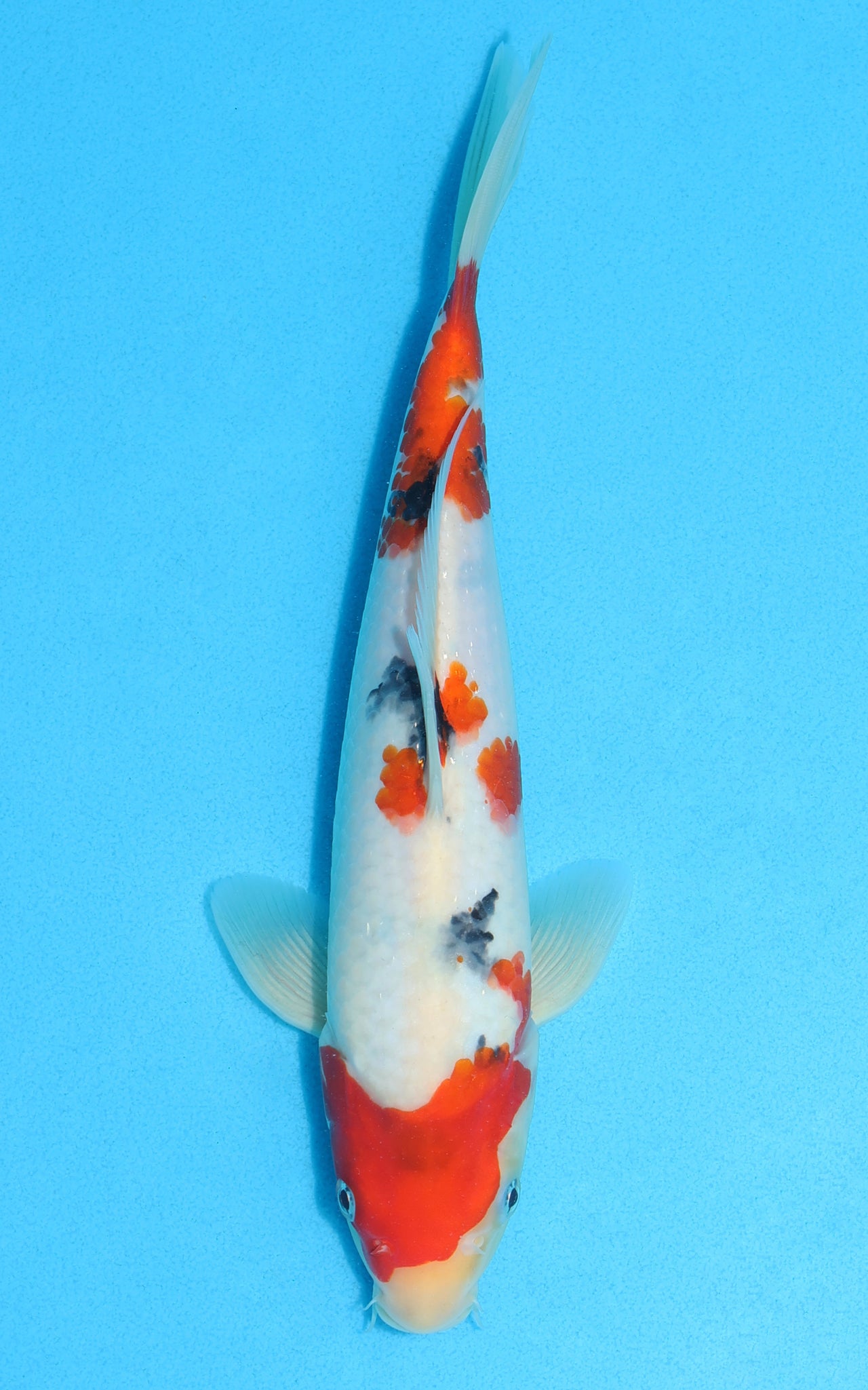 Sanke - 27cm REF:13113