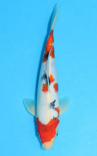 Thumbnail for Sanke - 27cm REF:13113