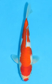 Thumbnail for Kohaku - 27cm REF:13114