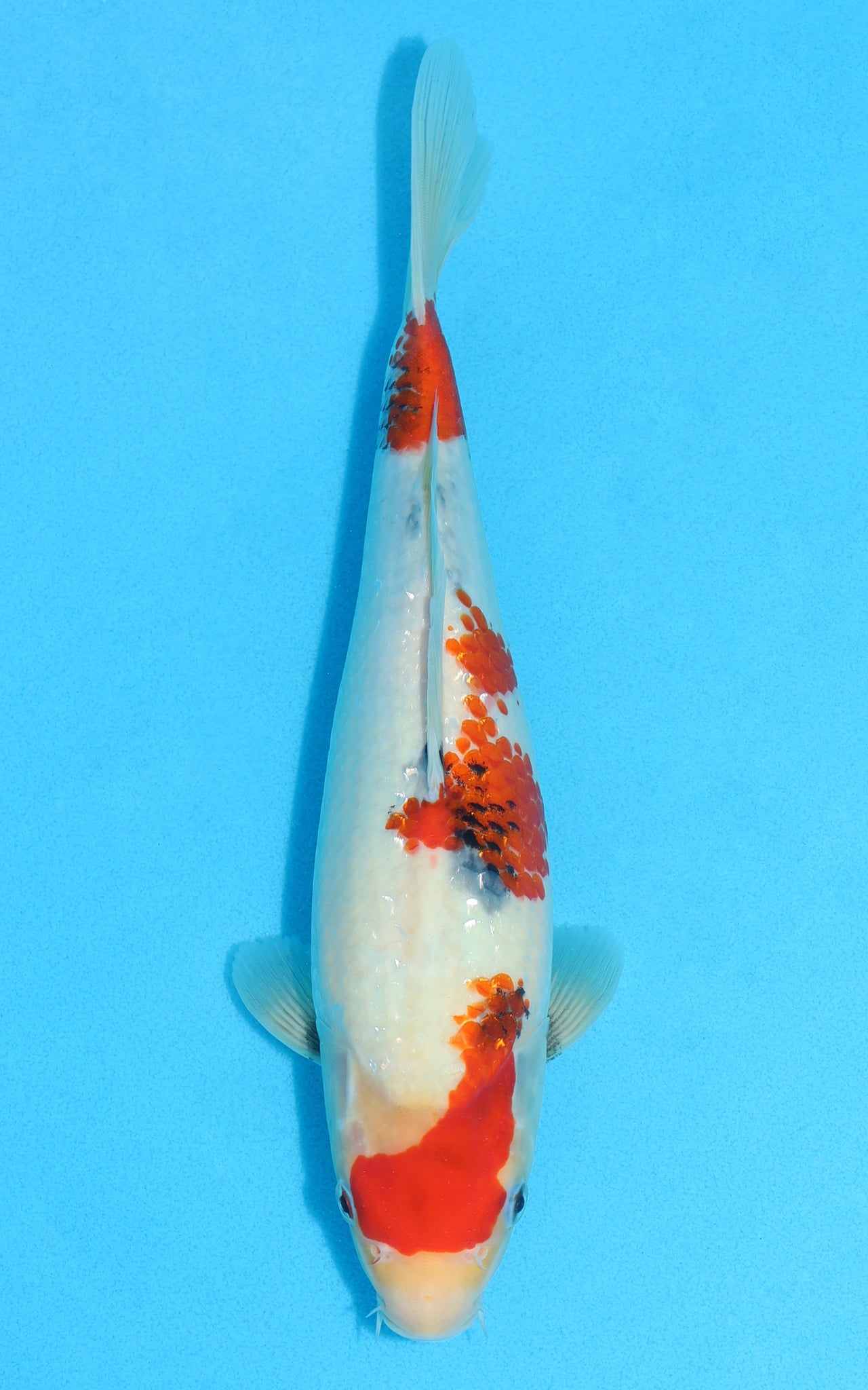 Showa - 30cm REF:13115