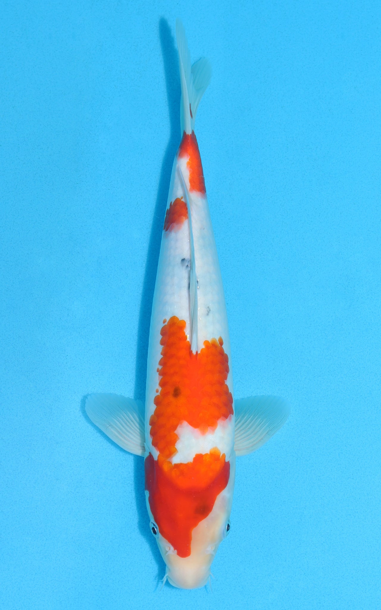 Sanke - 33cm REF:13116