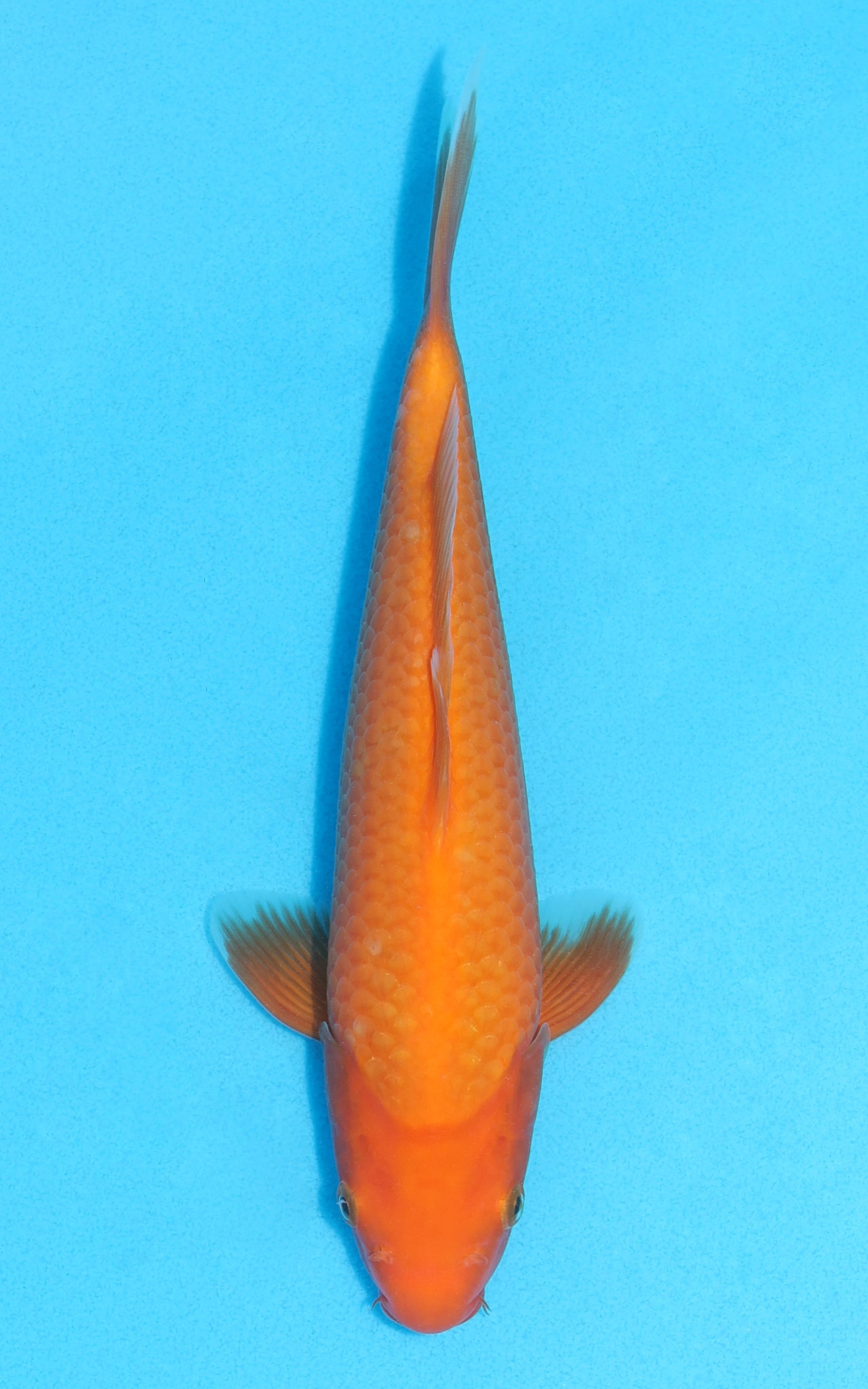 Benigoi - 24cm REF:13117