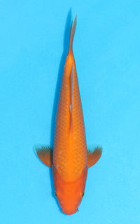 Thumbnail for Benigoi - 24cm REF:13117