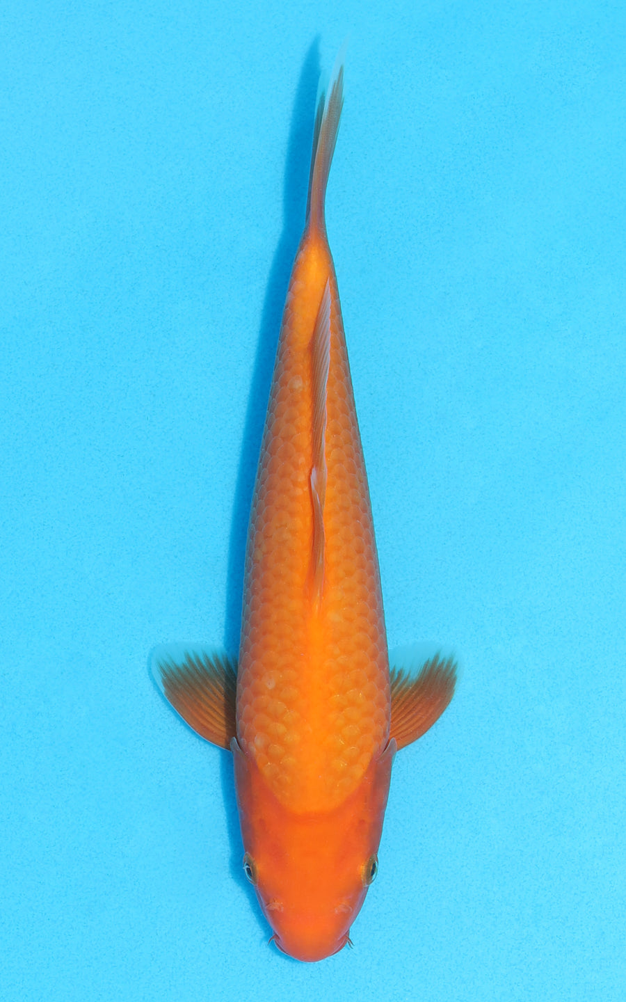 Benigoi - 24cm REF:13117