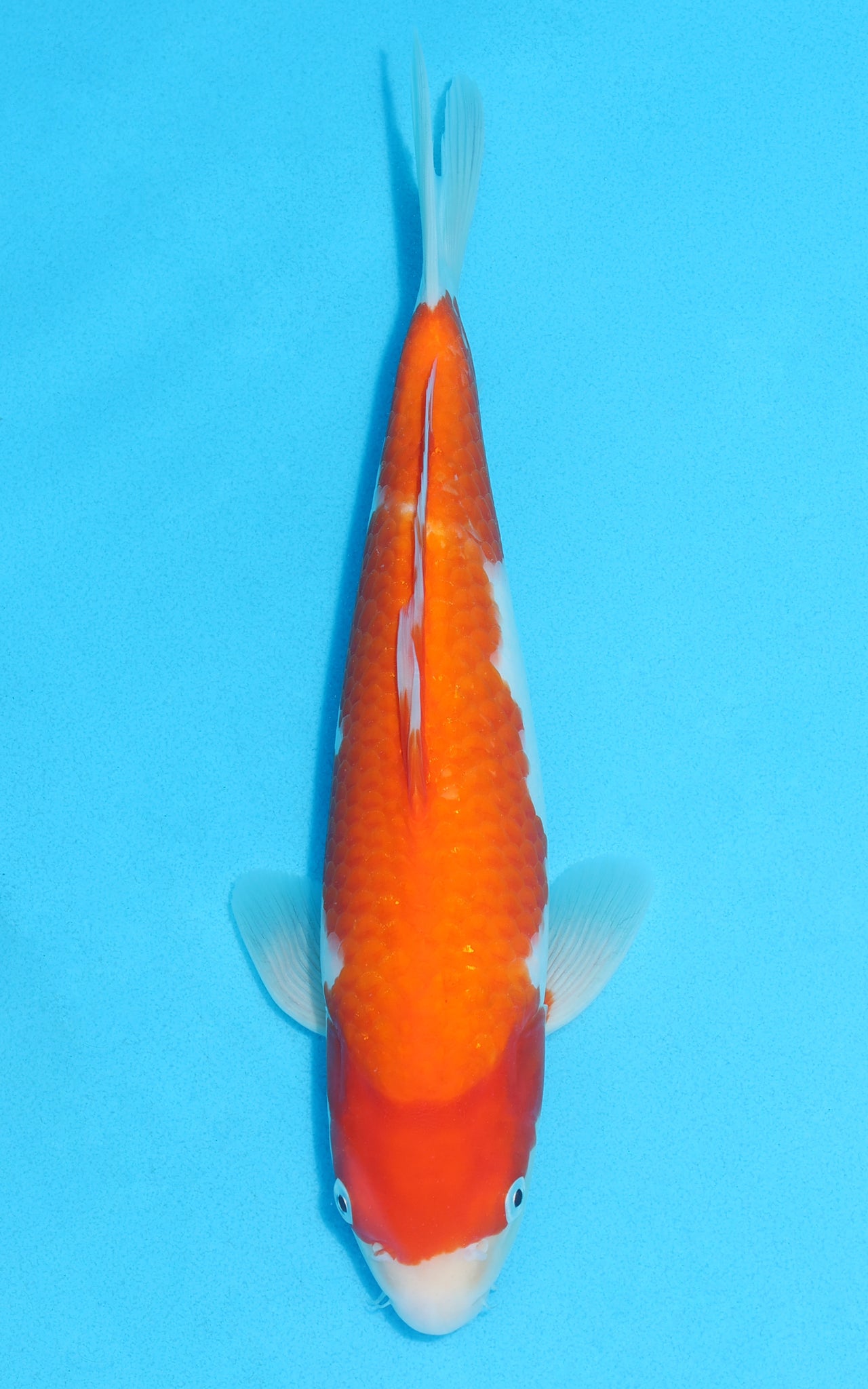 Kohaku - 31cm REF:13118