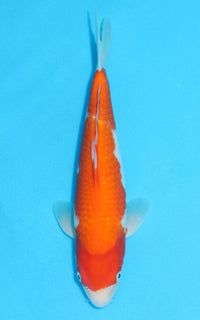 Thumbnail for Kohaku - 31cm REF:13118