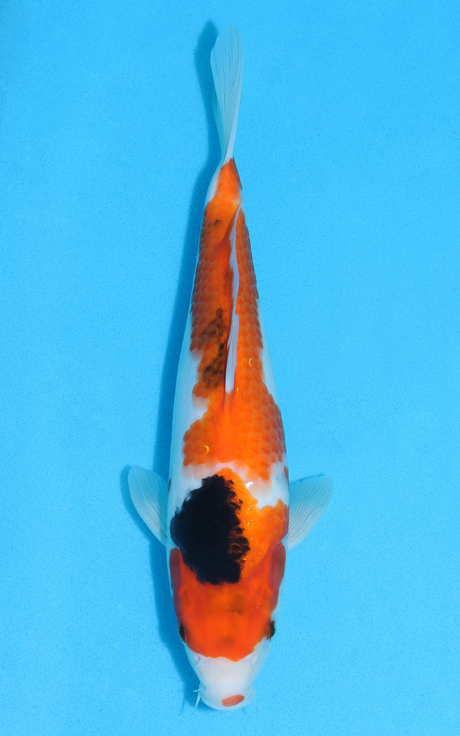 Sanke - 30cm REF:13119