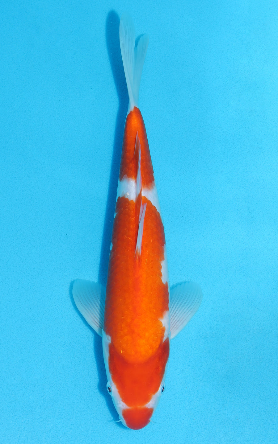 Kohaku - 31cm REF:13120