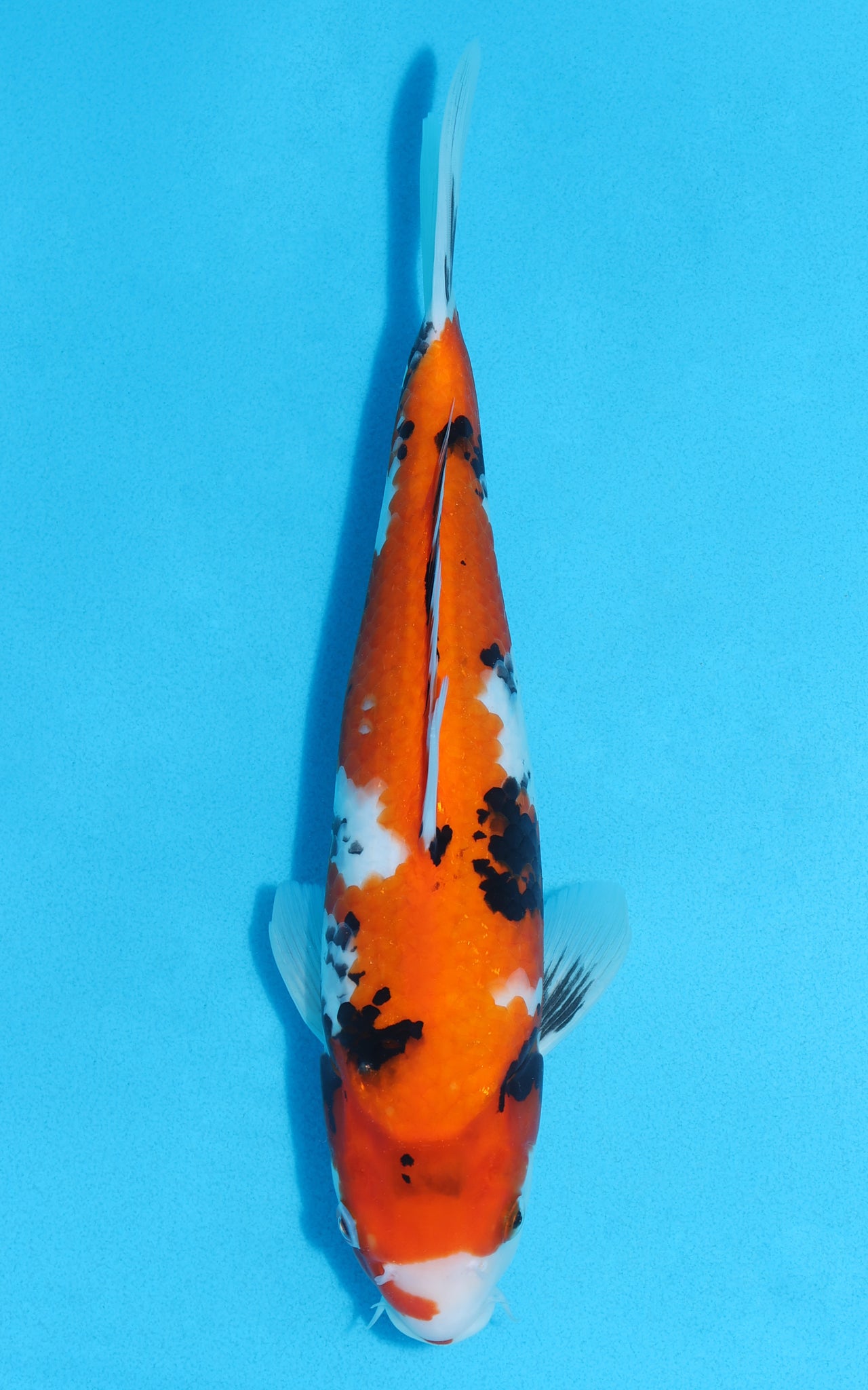 Showa - 31cm REF:13121