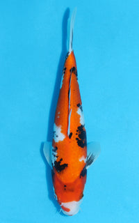 Thumbnail for Showa - 31cm REF:13121