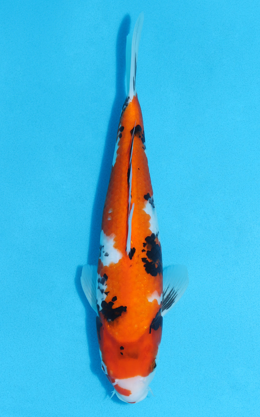 Showa - 31cm REF:13121