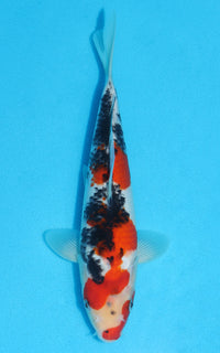 Thumbnail for Sanke - 24cm REF:13122