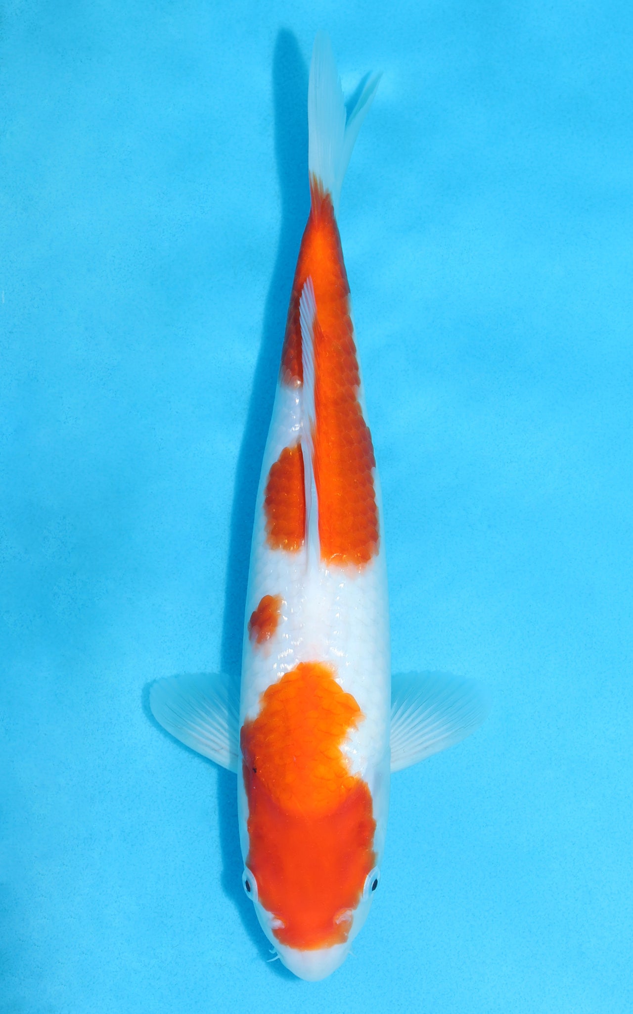 Kohaku - 33cm REF:13123