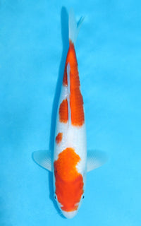 Thumbnail for Kohaku - 33cm REF:13123