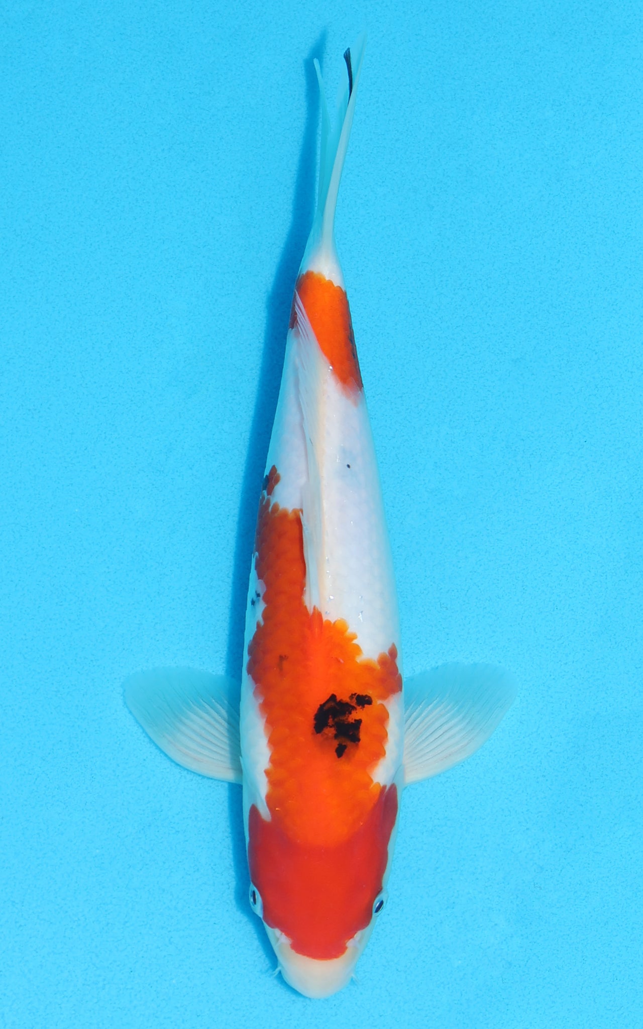 Sanke - 26cm REF:70122