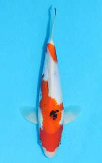 Thumbnail for Sanke - 26cm REF:70122