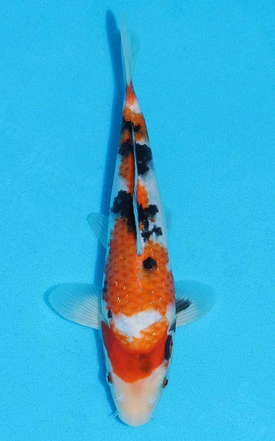 Showa - 24cm REF:70371
