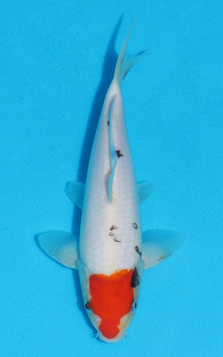 Tancho Sanke - 23cm REF:70372