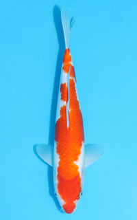 Thumbnail for Kohaku - 33cm REF:13126