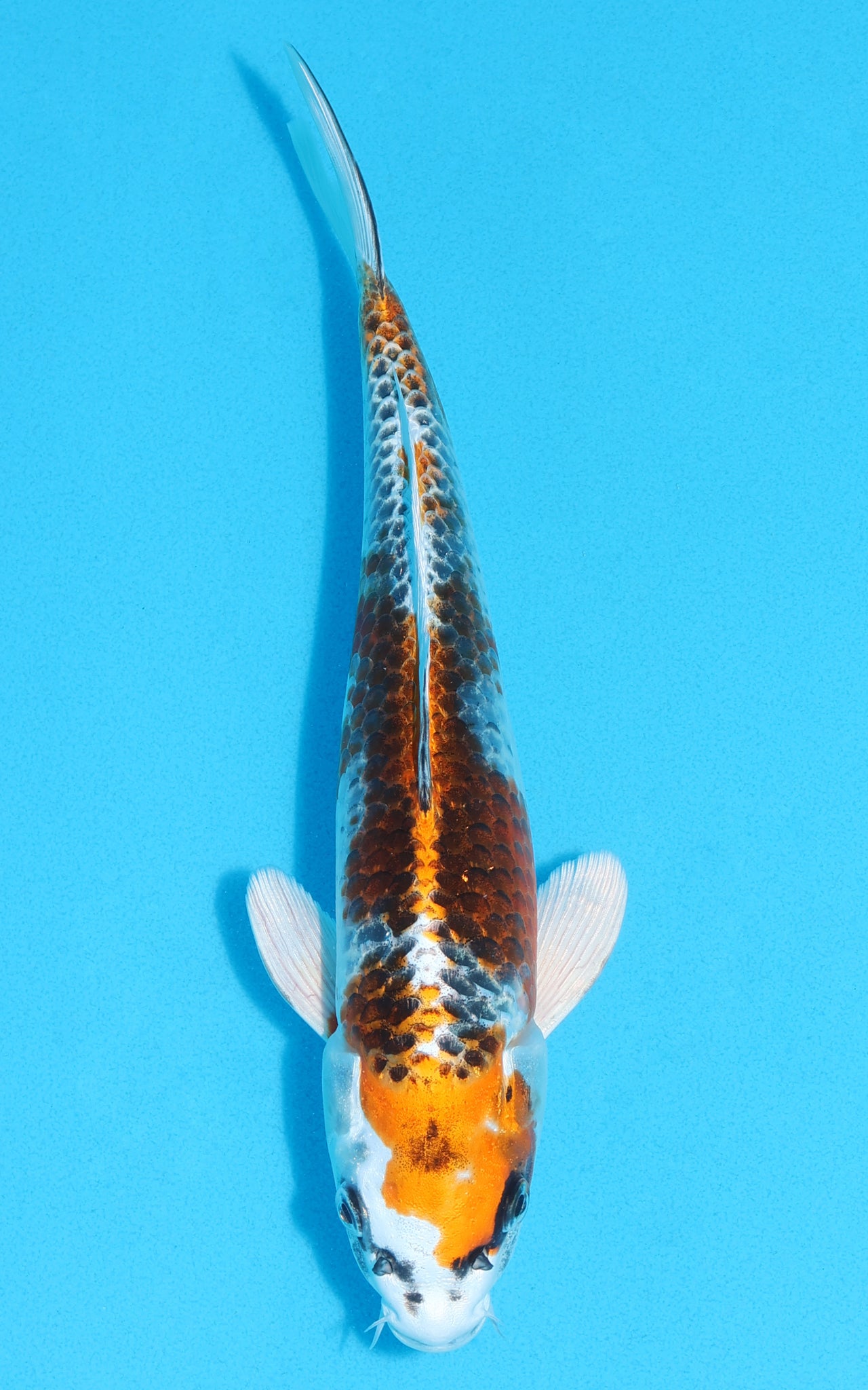 Kujaku - 29cm REF:13127