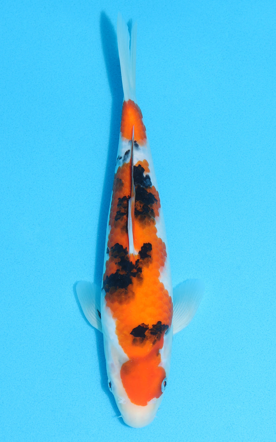 Sanke - 28cm REF:13128