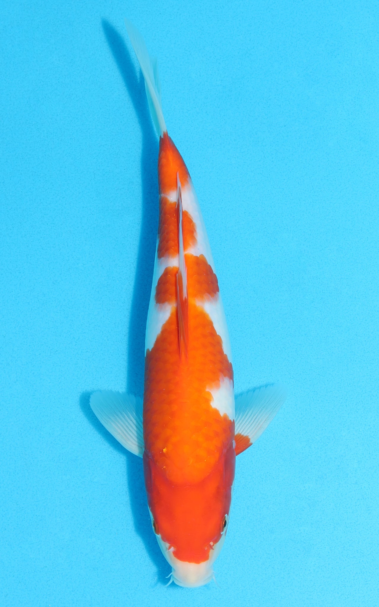 Kohaku - 27cm REF:13129