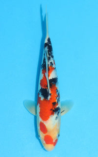 Thumbnail for Sanke - 28cm REF:13131