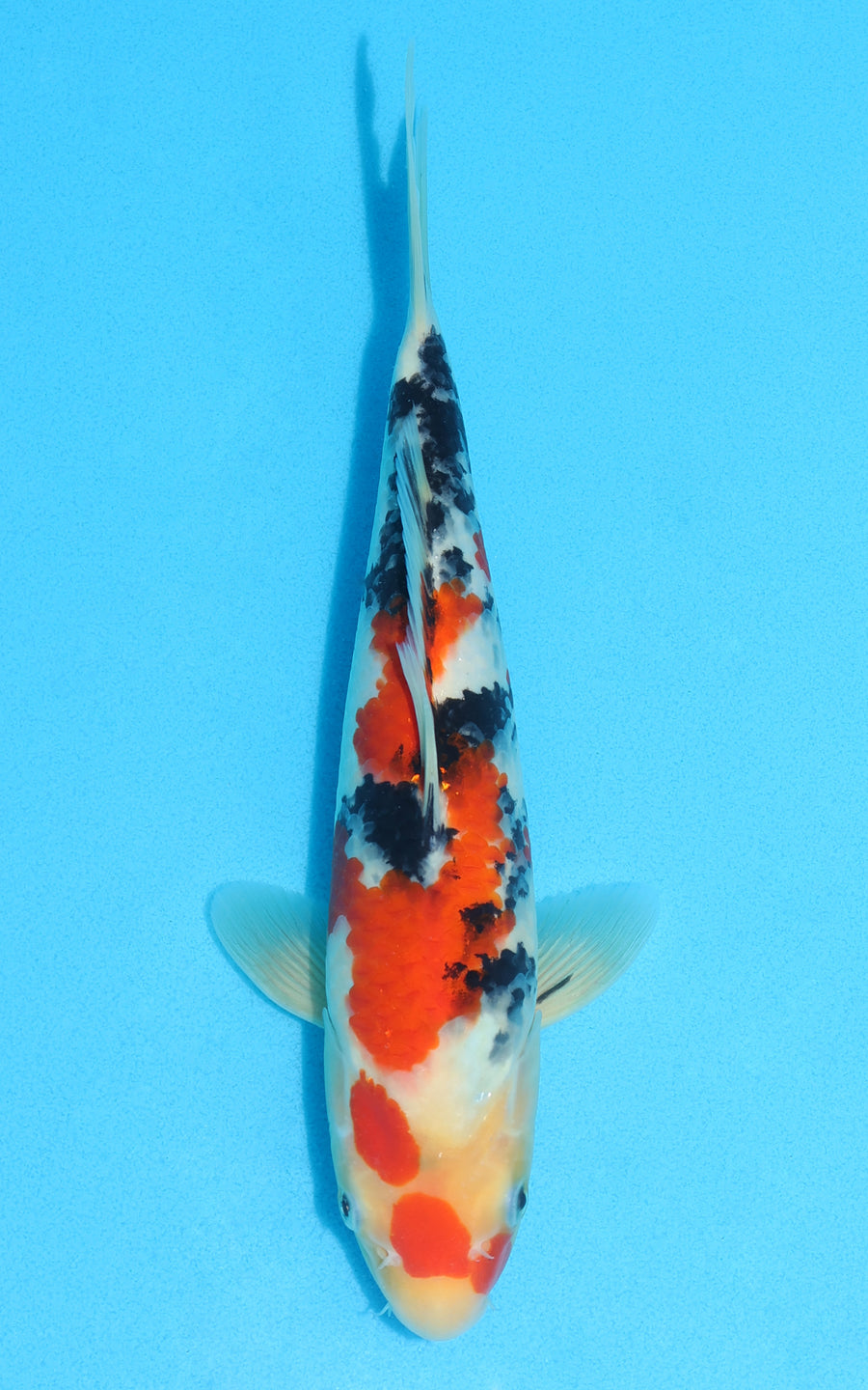 Sanke - 28cm REF:13131