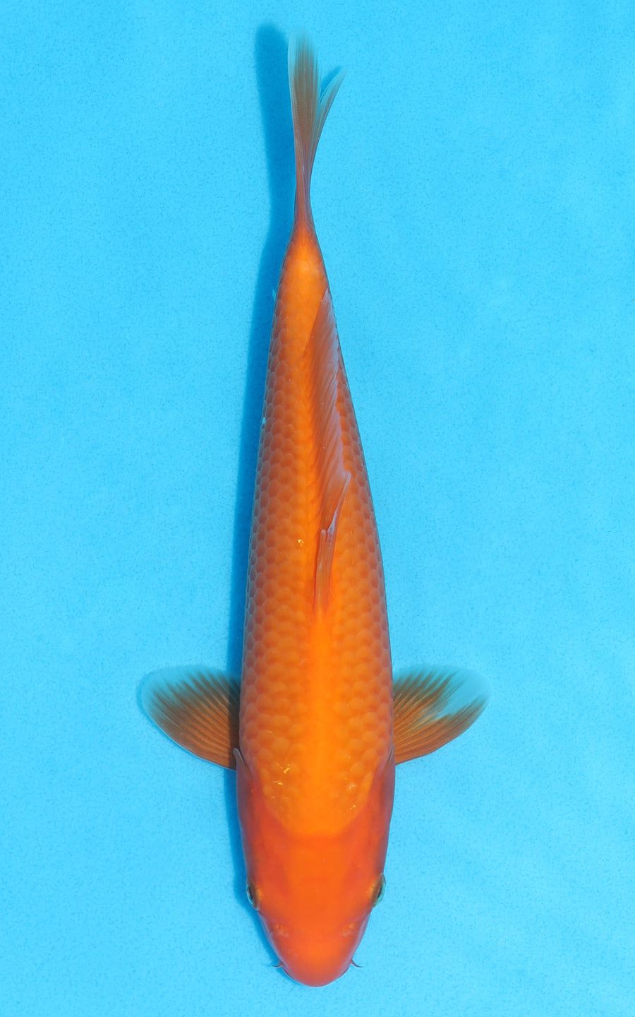 Benigoi - 26cm REF:13132