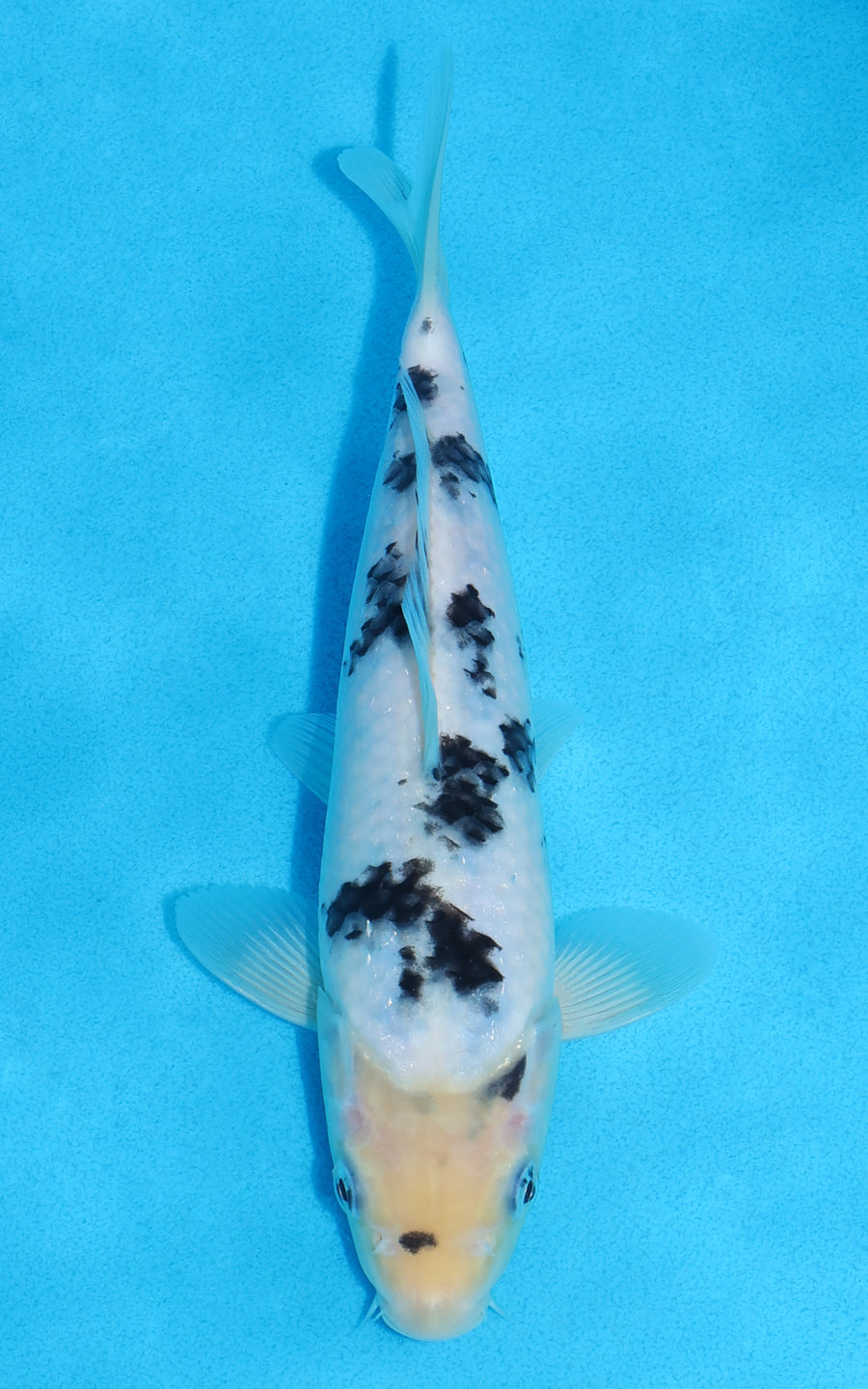 Shiro Bekko - 23cm REF:70392