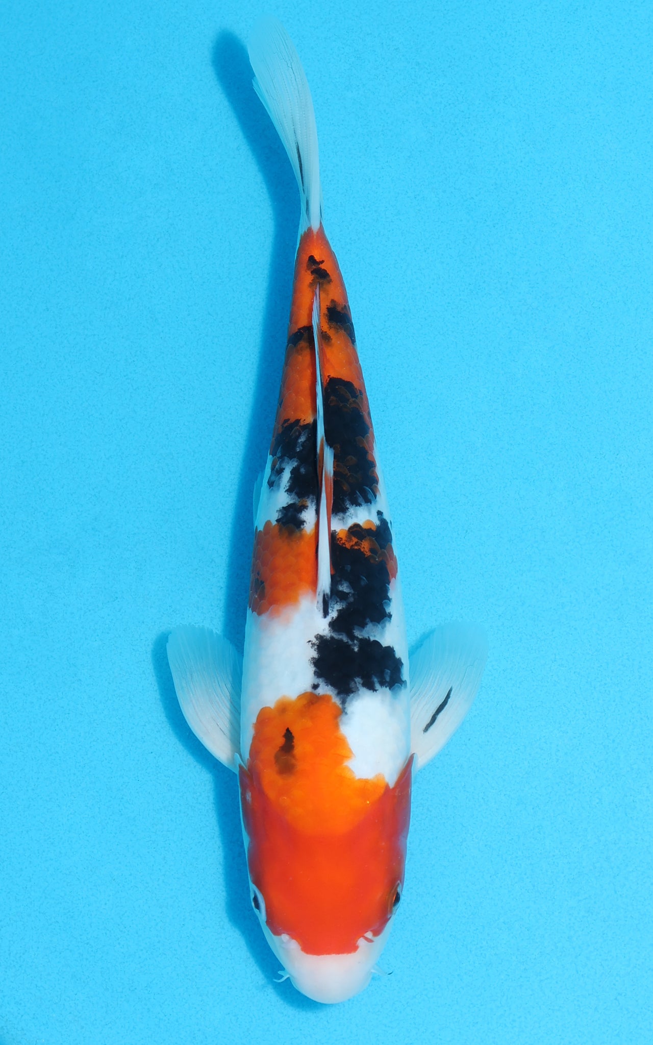 Sanke - 27cm REF:13133